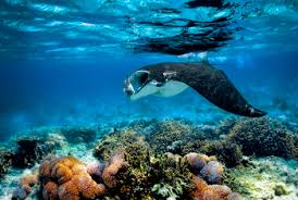 Latest indonesia news on jakarta and bali, earthquakes and cities such as java, sumatra, kalimantan as well as stories on the fireworks factory blaze. Tauchsafari Bali Indonesien Tauchen Tauchurlaub Charly Reisen