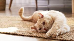 Maybe you would like to learn more about one of these? Arti Mimpi Dikasih Kucing Menandakan Kamu Akan Mendapat Kepercayaan Tribun Lampung