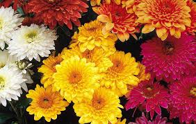 Chrysanthemum Flower Meaning Png 999 635 Chrysanthemum Flower Chrysanthemum Meaning Chrysanthemum