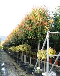 Photinia is easy to care for and maintain and can reach a mature height of 7m and a spread of 3m. Photinia Red Robin Full Standard 350cm High New Leaf Topiary