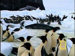 What sound does a rhino make? Emperor Penguins Feeding Mcmurdo Sound Youtube