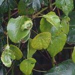 Image result for Dombeya torrida