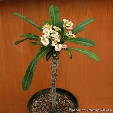 Image result for Euphorbia lissosperma