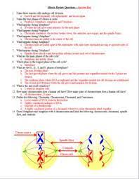 The purpose of these questions. Cell Division Gizmo Answer Key Page 4 Student Exploration Meiosis Answer Key Docx Student Some Of The Worksheets For This Concept Are Answer Key To Gizmo Cell Energy Cycle