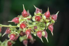 Image result for Tetracera