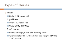 Radar is the guinness book of world records tallest horse at 19 hands 3.5 inches. Horse Breeds Objectives Identify Breeds Of Horses Describe Characteristics Of Each Breed Ppt Download