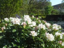 De Mooie Rhododendron Gomer Waterer Wordt Ieder Jaar Mooier De Bloemen Hebben Eerst Roze Knoppen En Bloeien U Tuin Bloemen Mooi