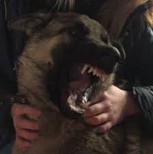 pin ot polzovatelya arina vlasova na doske lovelovelovelovelovelovelovelovelovelovelovelove ovcharka mordy zhivotnyh sobachi portrety