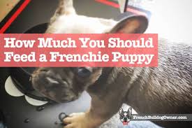 how much should i feed my french bulldog puppy feeding guide