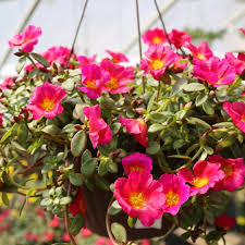 Image result for Portulaca