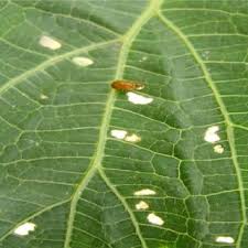 My climate is quite different, with cool summers and rainy wet winters. Pdf Botanicals For The Management Of Insect Pests In Organic Vegetable Production J Entomol Nematol 3 85 97