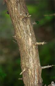 Image result for Maclura africana