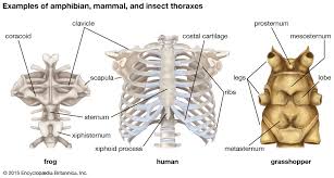 The thoracic cage consists of the 12 pairs of ribs with their costal cartilages and the sternum. Thoracic Cavity Description Anatomy Physiology Britannica