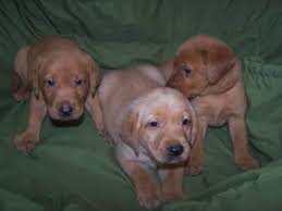 Labs originated on the island of newfoundland. Red Fox Lab Puppies For Sale Pennsylvania