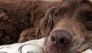 Find affordable dog boarding on care.com, the world's largest website for care. Desford Dog Care Dog Home Boarding Behaviour Leicestershire