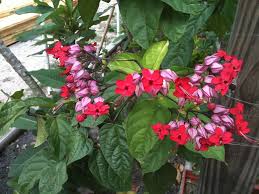 Image result for Clerodendrum