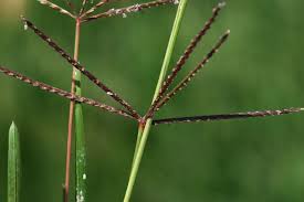 Image result for Cynodon dactylon