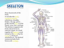 The human skeletal system is one of the major systems in the human body. Bones Of Human Body