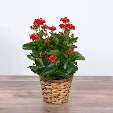 Image result for Kalanchoe glaucescens