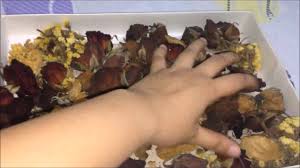 Pour some silica gel into the bottom of your container to form a layer between 1/2 inch and 1 inch thick. How To Preserve Dried Flowers In A Jar Vlog 4 Youtube