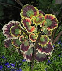 Pin On Plants With Beautiful Leaves