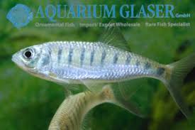 Malabaricus have hitherto been confused. 08 Carp Like Fishes 2 Barbs Minnows Carps Goldfish Etc Aquarium Glaser Gmbh