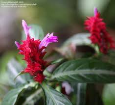 Image result for Justicia rodgersii