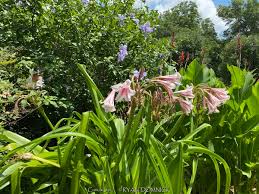 Image result for Crinum jasonii