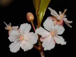 Image result for Brackenridgea