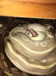 We Doin A Cuddle And A Tangle Pet Snake Cute Snake Pretty Snakes