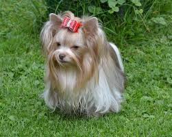 pin on biewer terriers also known as biewer yorkshire terriers biewer terriers a la pom pon