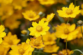 Tall yellow perennial flowers uk. 14 Sun Loving Perennials Anyone Can Grow Costa Farms