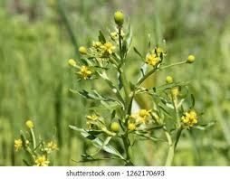 Image result for Ranunculus sceleratus