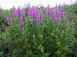 The flowers of yellow loosestrife are yellowish and bloom during the period between june and september. Lythrum Salicaria Purple Loosestrife