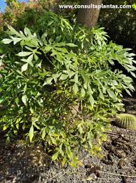 Image result for Cussonia corbisieri