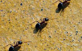 Then, we will keep them out with routine service that will guarantee you to be carpenter ant free! Get Rid Of Ants Pest Control Michigan Pest Patrol