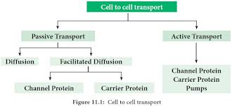Cell To Cell Transport Transport In Plants
