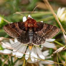 Image result for Geigeria engleriana