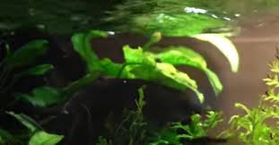 Maybe you would like to learn more about one of these? 14 Underwater And Overwater Flowering Aquarium Plants