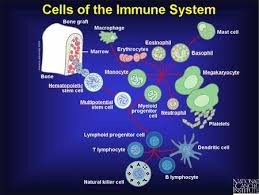 Browse 4,953 immune system cell stock photos and images available, or start a new search to explore more stock photos and images. Immune System Physiopedia