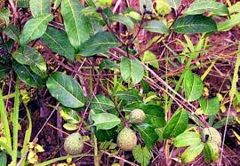 Image result for Landolphia owariensis