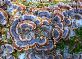 Image result for turkey tails mushrooms