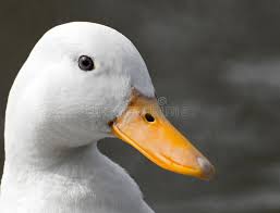 Black And White Bird With Long Orange Beak In Scotland Duck Head Head Of A White Duck Sponsored Duck Head White Ad Photo Stock Photos Magazine Design Inspiration