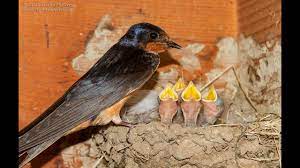 Barn Swallow Habits Nest Building And Feeding