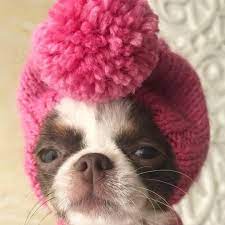 Winter Hat For Yorkie With Closed Ears Hat For Small Dogs Etsy Dog Hat Puppy Hats Small Dog Clothes