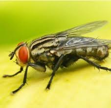 At alco nj animal and pest control we advise you never to attempt the removal process on your own. One Hour Pest Control In Nj Pest Control Exterminators In New Jersey Bloomfield Nutley Belleville West Orange East Orange Newark Montclair Cedar Grove Freehold Nj 24 Hour Pest Control In