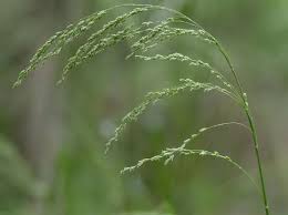 Image result for Glyceria