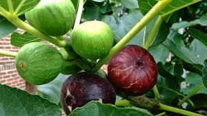 Saya akan memandu anda menanam buah naga dalam pot, urut dan lengkap. Pokok Tin