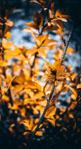 Search hd desktop wallpapers and download them for free. Seemly Fine How To Photoshop To Draw Photoshopskils Photographyphotoshopphotoeditingph Iphone Background Images Blur Photo Background Light Background Images