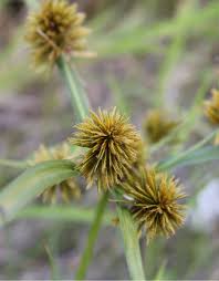 Image result for Cyperus sphacelatus